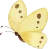 蝶々
