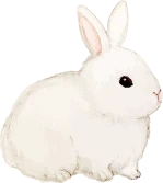 ウサギ