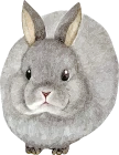 ウサギ